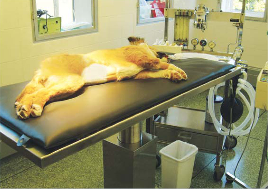 Systém vyhřívání navržený speciálně pro zvířecí pacienty